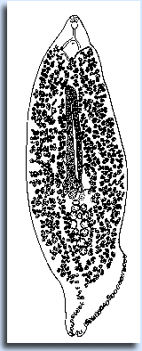 Sawquirahcotyle indica Lebedev, 1976 -   